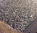 По факту массовой гибели рыбы в кимовском водохранилище прокуратура проведет проверку