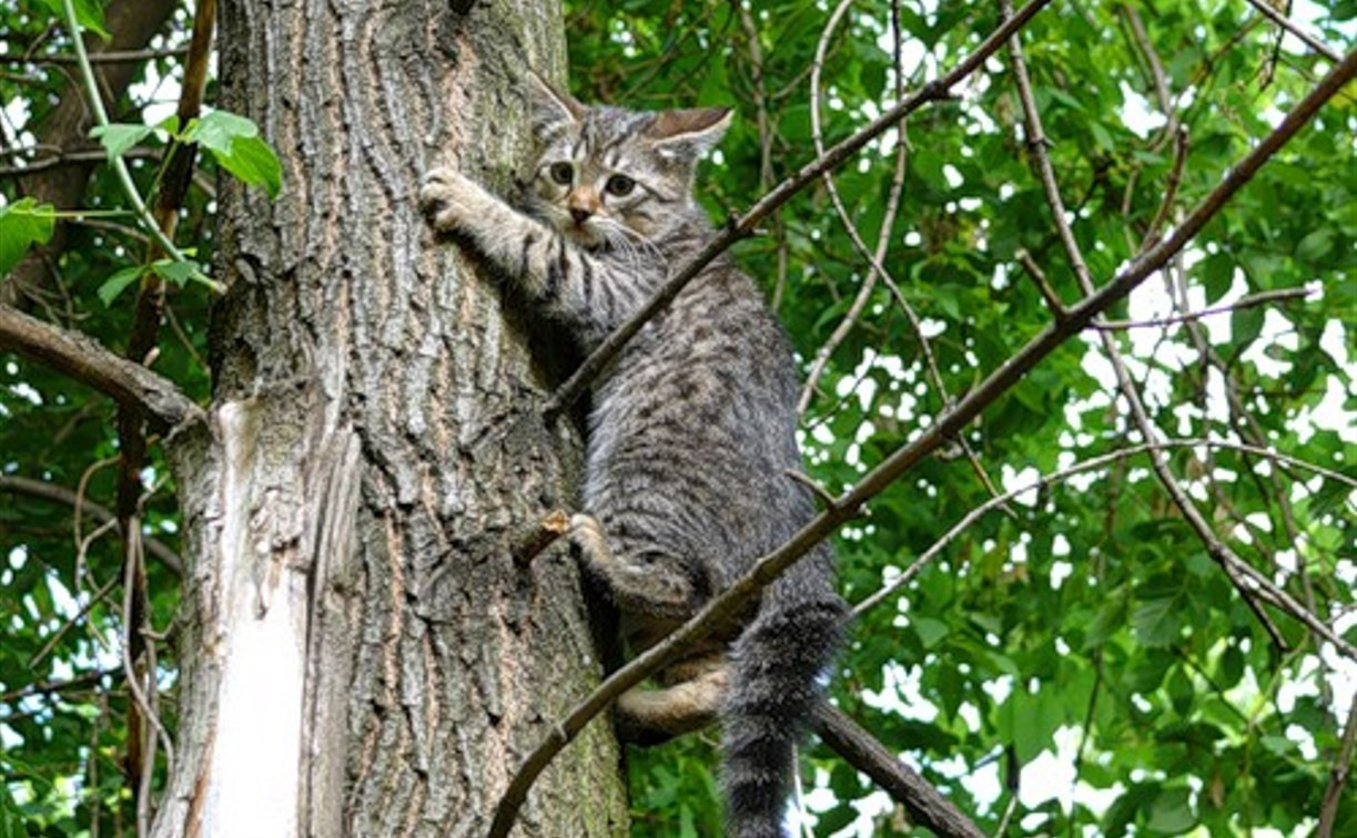 В Туле спасли кошку, сидевшую пять дней на дереве