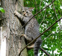 В Туле спасли кошку, сидевшую пять дней на дереве