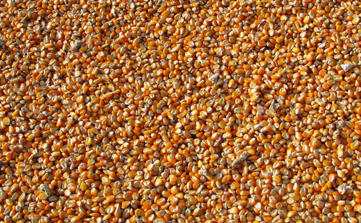 Фермеры ввезли в Тульскую область 2,4 тонны подкарантинной кукурузы