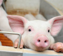 В Тульской области заводчиков свиней предлагают на семь лет освободить от налогов