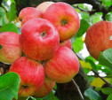 В Белевском районе шесть человек обворовывали яблоневые сады