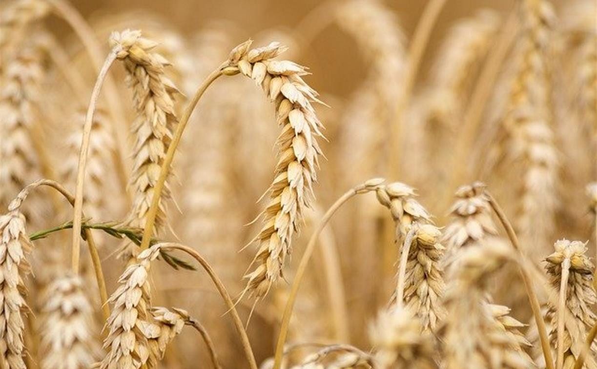 В Тульской области фермеры обрабатывали пшеницу запрещёнными пестицидами