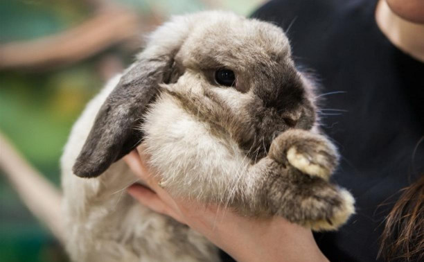 Неочевидные факты о пушистых: почему на Новый год не стоит дарить живых кроликов