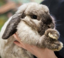 Неочевидные факты о пушистых: почему на Новый год не стоит дарить живых кроликов