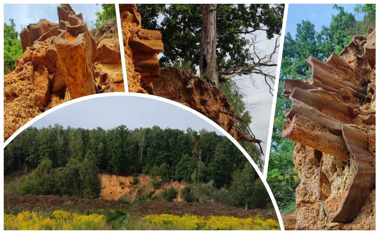 Тульский окаменелый ископаемый лес признан памятником природы
