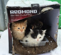 Жители поселка Заокский приняли коробку с котятами за бомбу