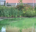 Пруд в Большой Туле из-за канализационных стоков зарос сине-зелёными водорослями