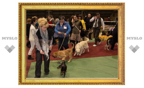 На выставке в Туле выбирали лучших из 500 собак