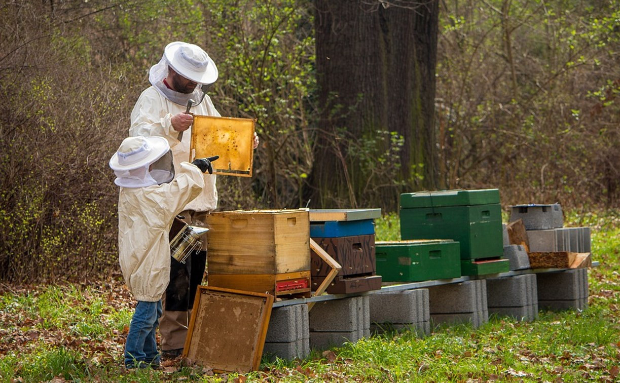 Тульские пчеловоды получат дополнительные меры господдержки