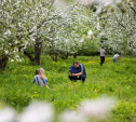 Яблони в садах Ясной Поляны пострадали из-за аномально холодной погоды