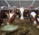 Фермеры: «В Тульской области завышают цены на молоко»
