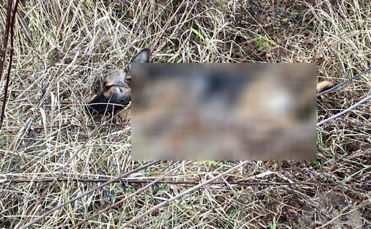 В Киреевском районе неизвестные расстреляли собак 