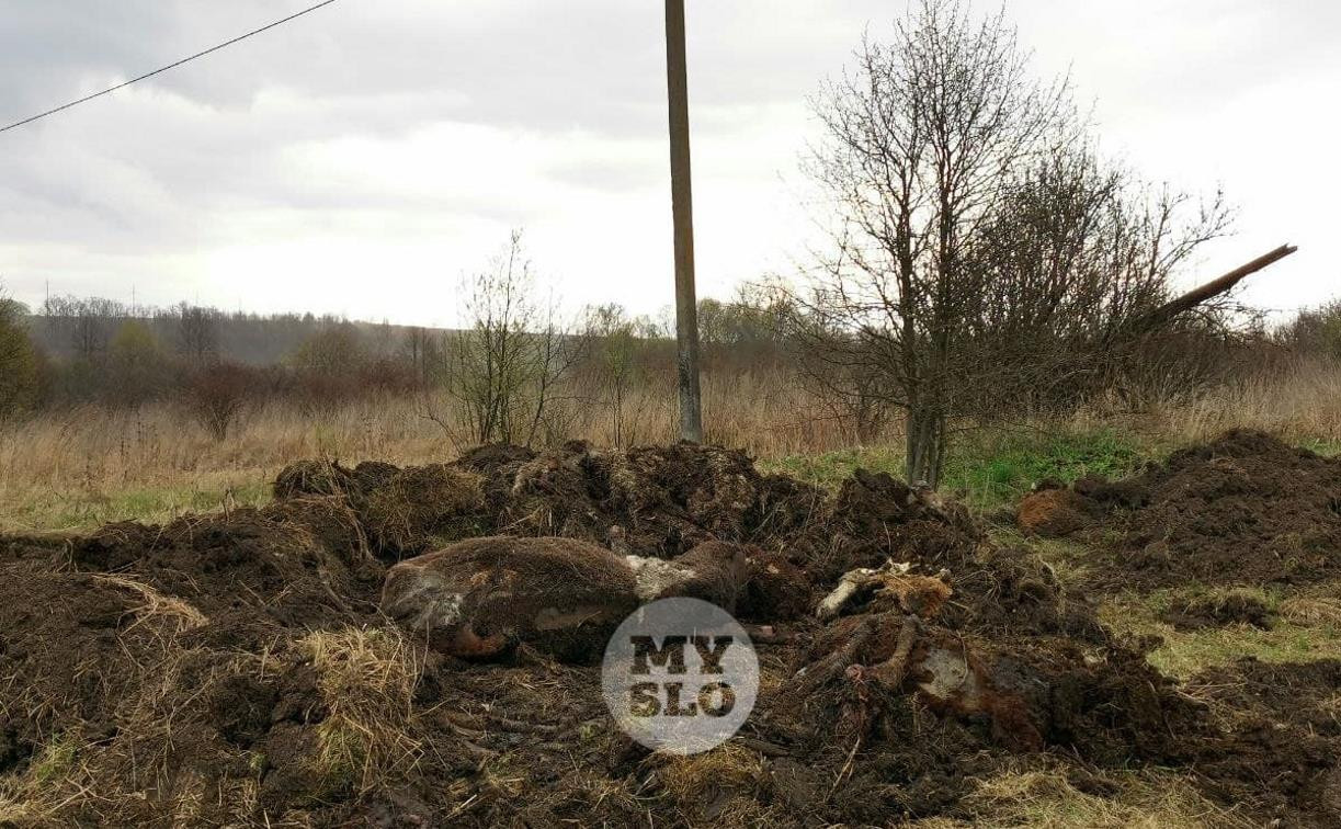 Массовая гибель скота в Тульской области: животные постепенно умирали от голода