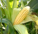 Двое мужчин похитили три тонны кукурузы на поле в Черни
