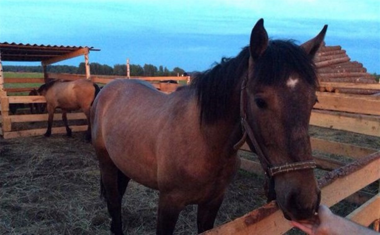 С фермы в Ясногорском районе украдены три лошади