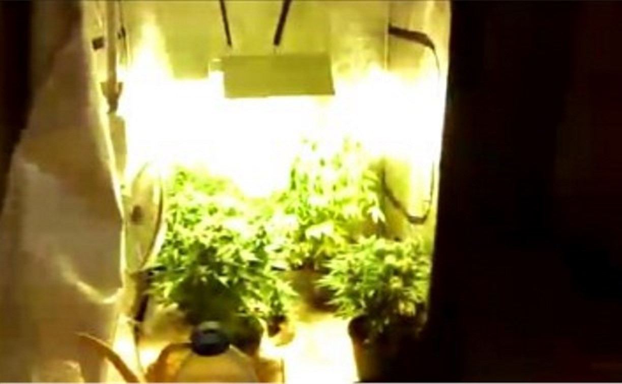 В Донском местный житель выращивал марихуану в туристической палатке