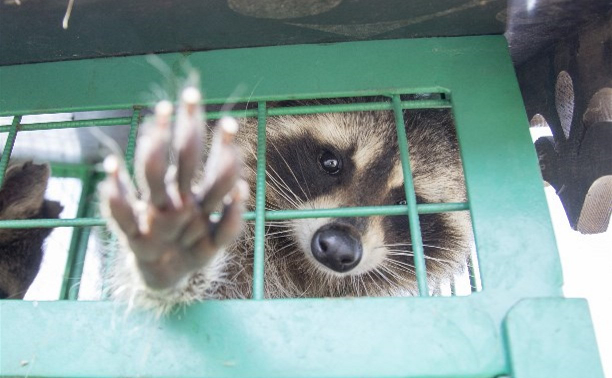 «Концлагерь для животных»: Зоопарк на набережной Упы закрыт из-за жалоб туляков