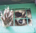 «Концлагерь для животных»: Зоопарк на набережной Упы закрыт из-за жалоб туляков