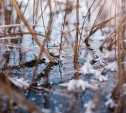 Первые зимние выходные в Тульской области будут морозными и бесснежными 