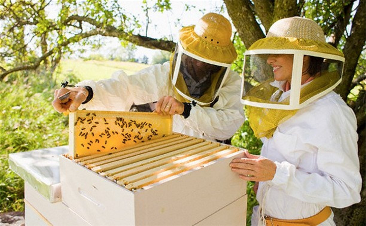 В России предложили сделать 14 августа Днём пчеловода