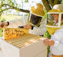 В России предложили сделать 14 августа Днём пчеловода