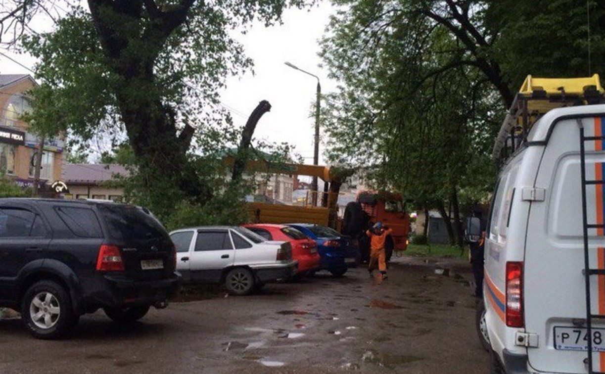 В Туле упавшая ветка дерева повредила две иномарки