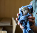 В Тульской области нашествие слетков пустельги: нужно ли спасать птенцов?