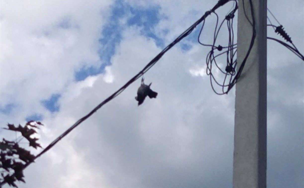 В Новомосковске птица повисла на проводах и была спасена: видео