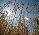 В Тульской области погибло 10% урожая