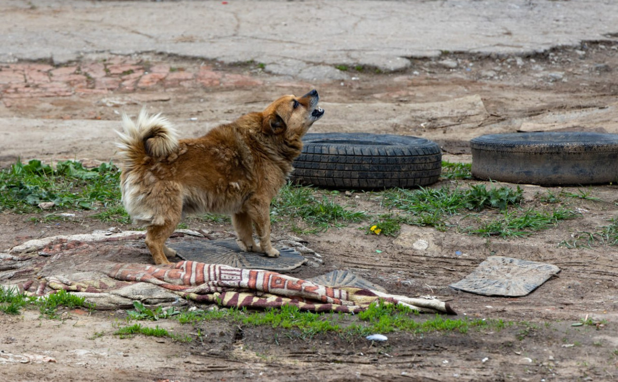 В Узловой бездомная собака укусила подростка: администрация выплатит потерпевшей компенсацию