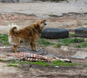 В Узловой бездомная собака укусила подростка: администрация выплатит потерпевшей компенсацию
