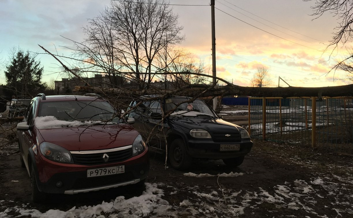 В Тульской области на припаркованные автомобили упало дерево