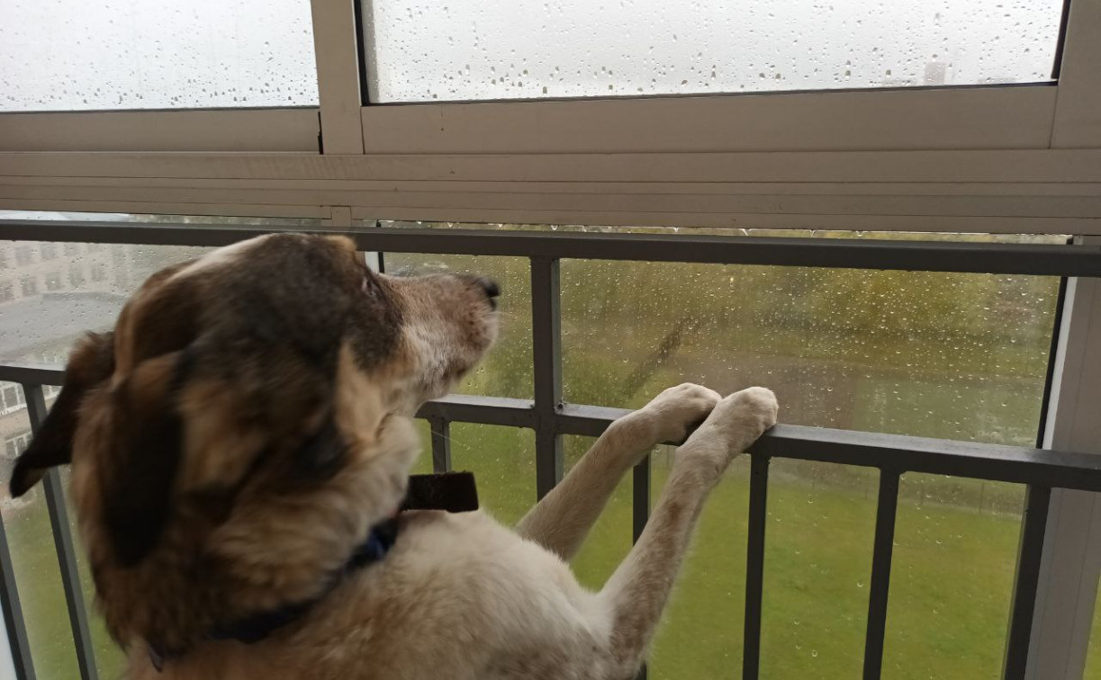 Погода в Туле 19 сентября: до +20 и короткие дожди