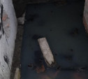 В Узловой в подвале многоквартирного дома уже месяц «бассейн» из канализации