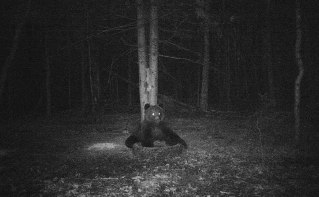 В Тульской области бурый медведь попал в фотоловушку