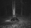В Тульской области бурый медведь попал в фотоловушку