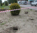 В Алексине неизвестные выкопали саженцы с аллеи в честь 70-летия Победы