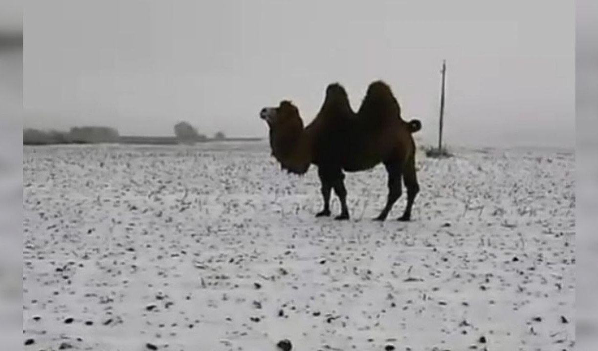 В Тульской области заметили верблюдов на самовыгуле: люди переживают за их судьбу