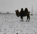 В Тульской области заметили верблюдов на самовыгуле: люди переживают за их судьбу