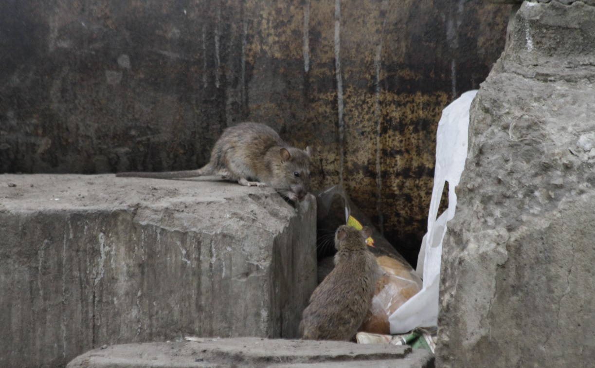 По вопросу истребления крыс возле троллейбусного кольца на Зеленстрое создана рабочая группа  