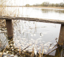 Экологическая катастрофа в Тульской области: реку отравили фермеры?