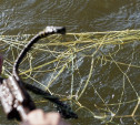 В Тульской области мужчина запутался в рыболовных сетях и утонул