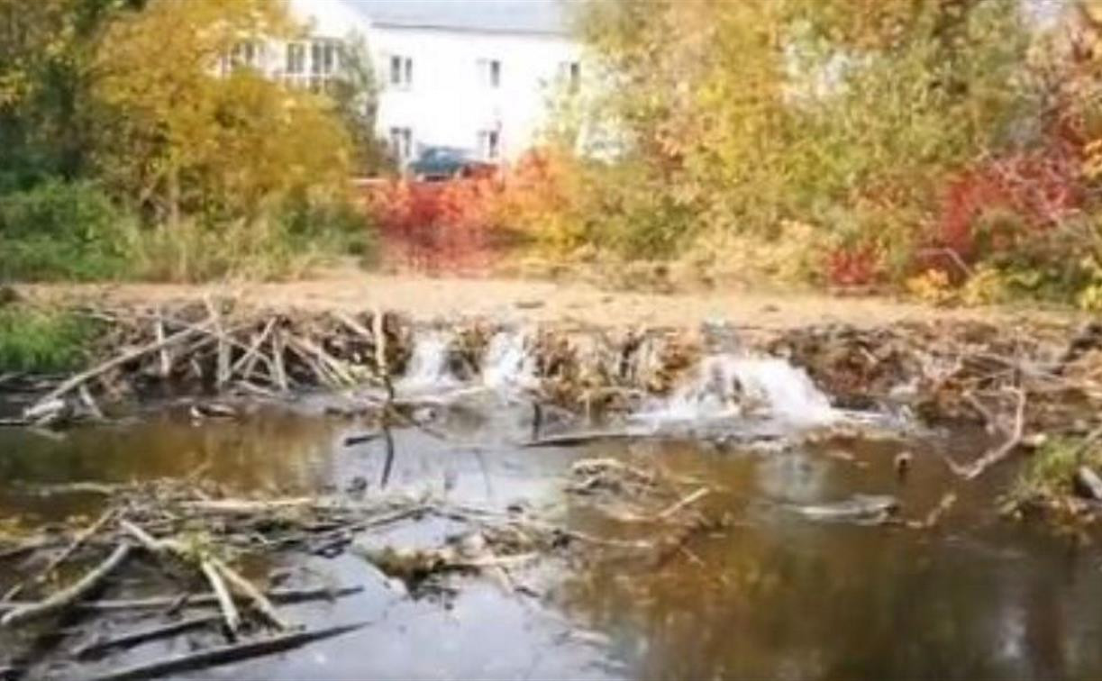 Уровень воды в реке Воронке поднялся из-за бобров