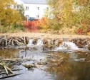 Уровень воды в реке Воронке поднялся из-за бобров