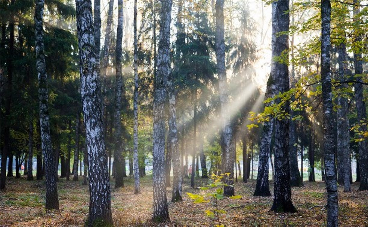 ОНФ будет бороться с незаконной вырубкой лесов в Тульской области