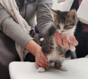 Первую официальную музейную кошку в Туле назвали Музой