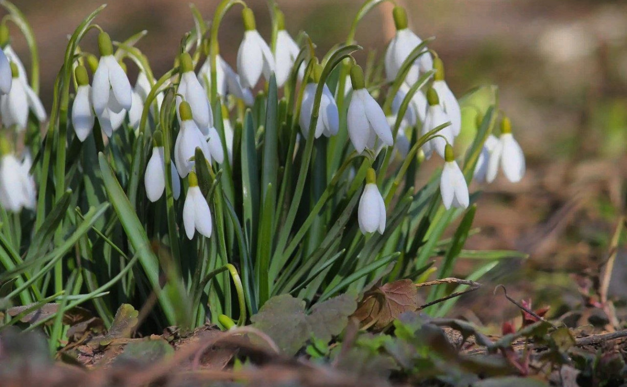 В Туле распустились подснежники и крокусы: фоторепортаж