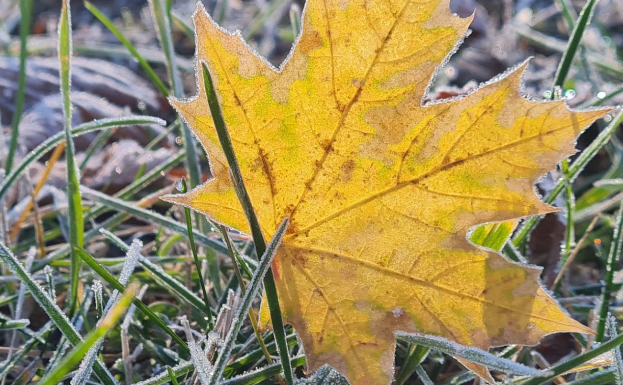 Погода в Туле 25 сентября: резкое похолодание и ветер