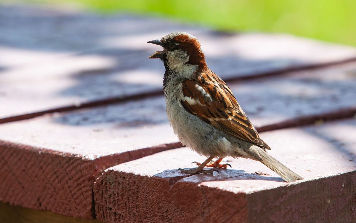 В Тульской области посчитают воробьев